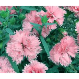 carnation seeds chabaud caryophyllus dianthus france