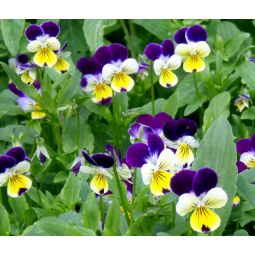 seeds tricolor viola johnny jump bulk
